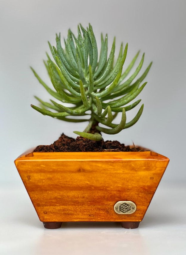 Angular Tray Small