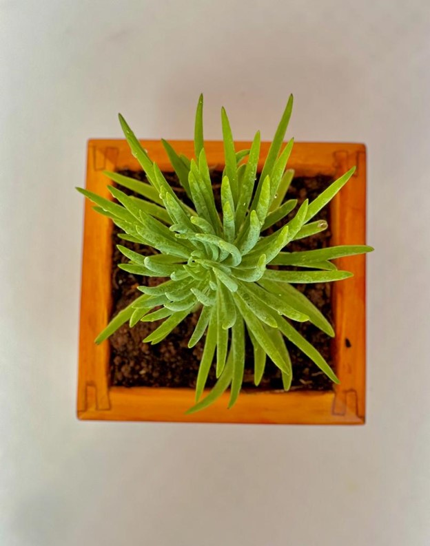 Angular Tray Small