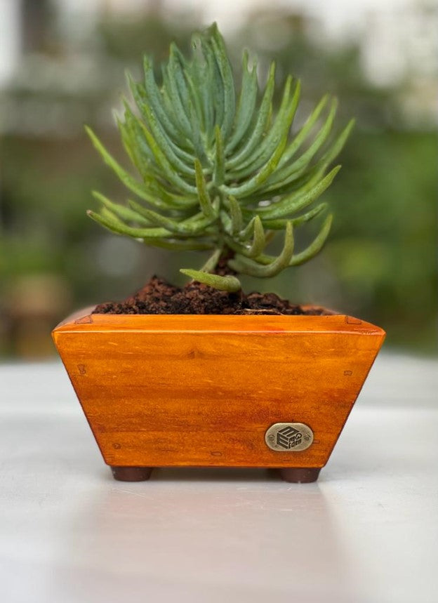 Angular Tray Small