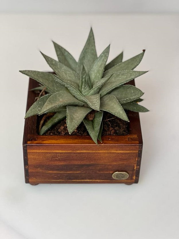 Square Tray Small