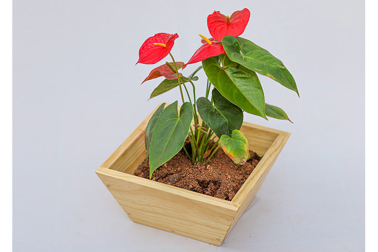 Home Decor Angular Square