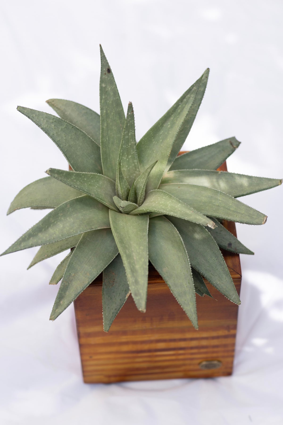Home Decor Square Medium