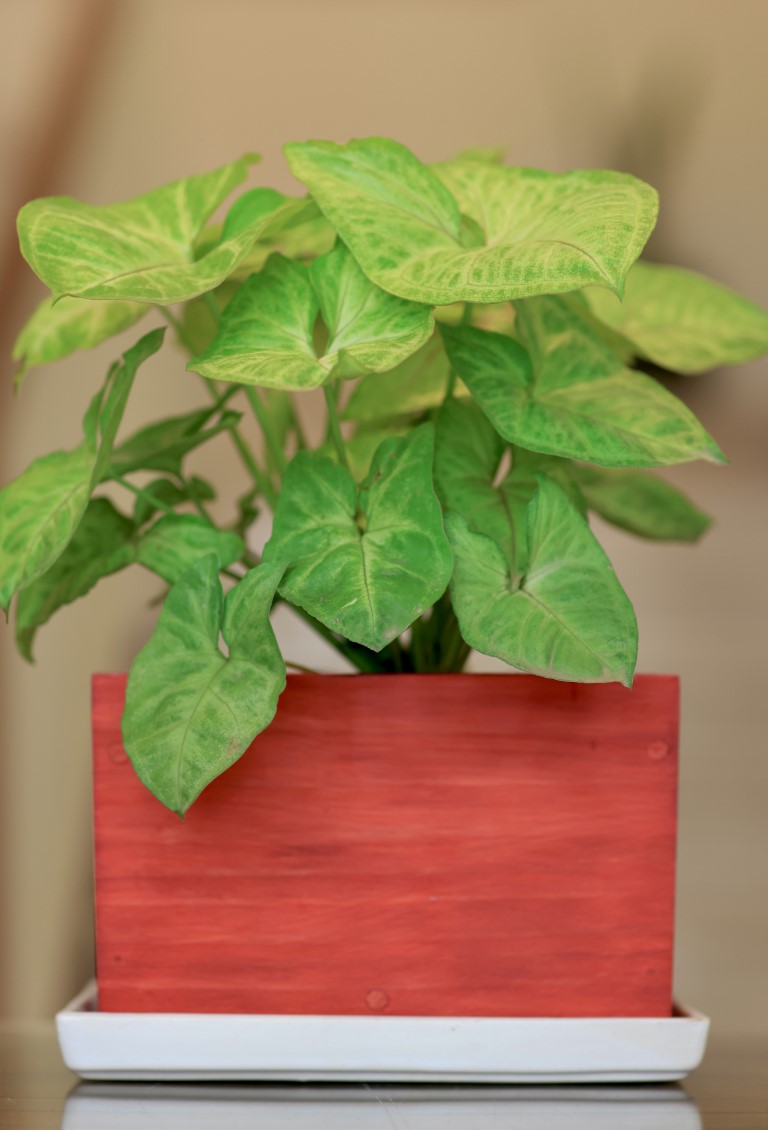 Home Decor Rectangular Small