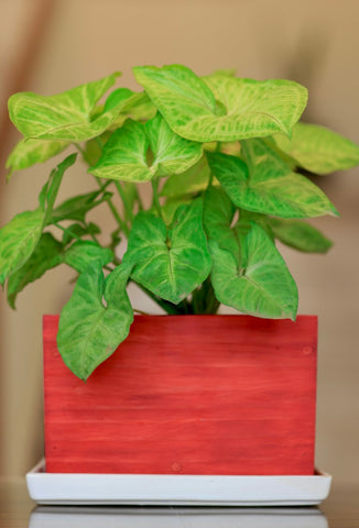 Home Decor Rectangular Small